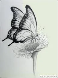 Un papillon caniche est