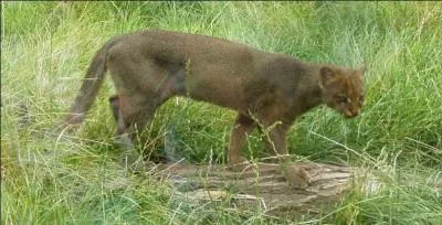 Si je vous dis que ce félin, qui provient d'Amérique, a une petite taille, une robe grise ou rousse, des petites pattes fines avec une longue queue mince, une tête petite et plate avec des petites oreilles arrondies et des yeux bleus, vous me dites que ce félin est...