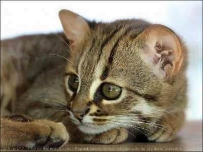 Si je vous dis que ce félin est en Inde et sur l'île du Sri Lanka, que son corps allongé mesure de 35 à 48 cm de long, que son pelage est gris avec des taches de couleur "rouille" sur le dos et sur les flancs, alors que le ventre, la poitrine et l'intérieur des pattes sont blancs, qu'on le distingue avec ses rayures noires sur les joues, vous me dites que ce félin est un...