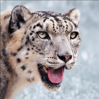 Si je vous dis que ce félin est aussi appelé "irbis", qu'on le rencontre dans les vallées isolées des hautes montagnes, qu'il possède un très long pelage épais gris pâle, qu'il a de grosses pattes avec des coussinets couverts de poils pour le protéger du froid, vous me dites que ce félin est...