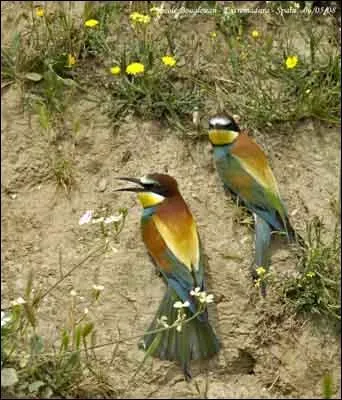 Combien de terre enlève le guêpier pour construire son tunnel ?