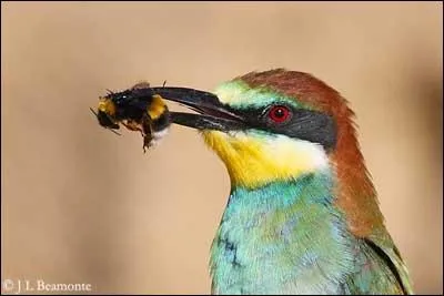 Le guêpier d'Europe se nourrit en priorité d'hyménoptères tels qu'abeilles, frelons, guêpes et autres insectes similaires.
Combien peut-il manger d'abeilles par jour ?