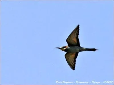 Ses longues ailes assez larges et pointues lui permettent de couvrir de longues distances en migration.
Combien le guêpier peut-il parcourir en une seule journée ?
