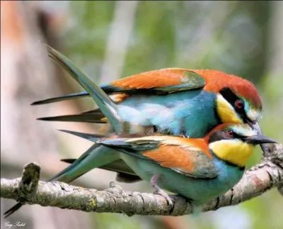 En période d'accouplement, que fait le mâle à côté de sa femelle ?