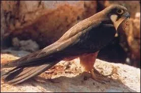 Quel est l'un des principaux prédateurs du guêpier d'Europe ?