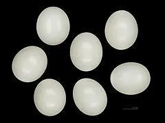 Combien d'ufs pond la femelle ?