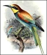 Combien de temps dure la couvaison ?