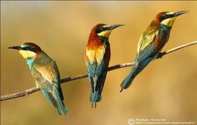 Quel est le cas particulier pour les jeunes avant le premier envol ?
