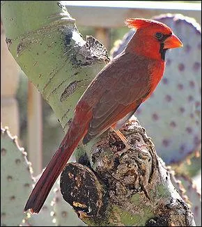Alors là, bonjour les gens ! 
Celui qui trouvera le nom du passereau, devra encore trouver le prénom d'une grande actrice italienne...