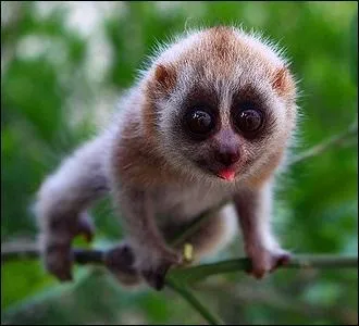 Dans la nature, c'est un paresseux ! 
Mais dans sa cage, il ne laisse rien passer !
