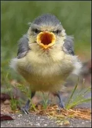 Maintenant que vous voyez la vie en rose, 
donnez-moi le prénom de cette chanteuse au nom d'oiseau :