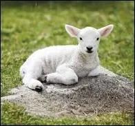 Au pré, elle est petite et sans défense. Dans l'eau, c'est une véritable fusée !
