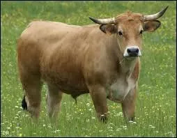 Au pré, il est castré mais sur la pelouse il en avait !