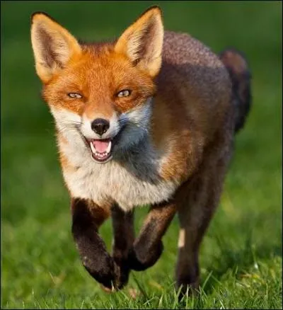 Revoilà l'animal que tout le monde connaît mais cette fois-ci il parle anglais ! 
Quel est le prénom de cette chanteuse généreuse ?