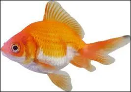 Je vois que l'anglais vous réussit alors on continue...
Quel est le prénom de ce tennisman britannique ?