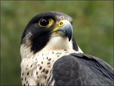 Faut qu'on devine un dernier animal en anglais... Non, ce n'est pas un aigle ! 
Quels sont les prénoms qui s'accordent avec le nom de famille évoqué ?
