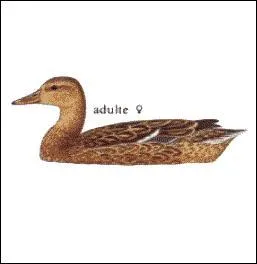 On revient aux noms d'animaux en français ! 
Qui jouait la victime dans "Misery" ?