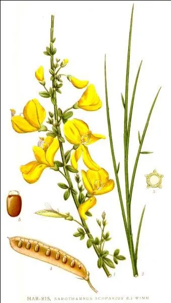 Elle a mené l'enquête pendant 22 saisons ! 
A vous de mener la vôtre pour trouver sa véritable identité...