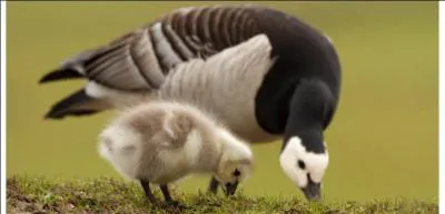 La bernache nonette est un oiseau étonnant, afin de protéger ses oeufs des prédateurs, elle niche en altitude, sur une falaise, dès la naissance ses petits ont une décision très importante à prendre ...