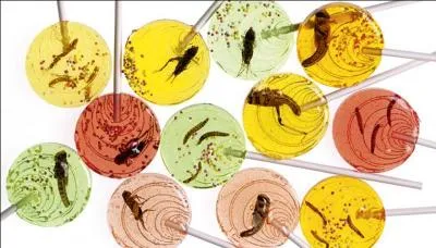 Comment appelle t-on la consommation des insectes par l'être humain ?