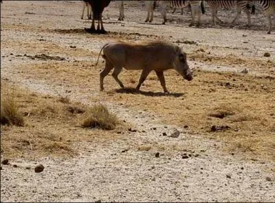 Au Mozambique, les chasseurs de la tribu Machona ont trouvé des alliés inattendus pour chasser les phacochères !