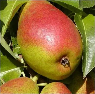Quel est le nom de cette poire ?