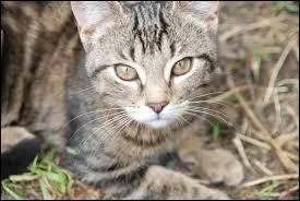 Laquelle des deux chattes est la plus jalouse ?