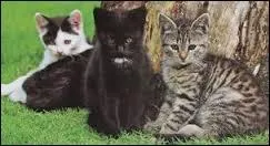 Quelle(s) chatte(s) voi(en)t un guerrier du Clan de l'Ombre en secret ?