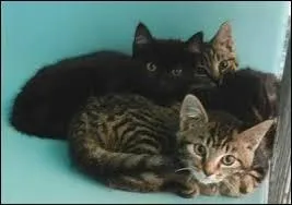 Qui est le grand-père paternel de Nuage de Colombe et Nuage de Lis ?