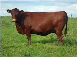 La red poll est une race bovine britannique.