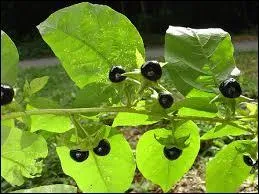 Certaines plantes, utilisées comme ingrédients pour les potions, sont particulièrement dangereuses.