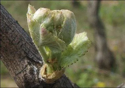 Comment se nomme le moment où le bourgeon éclate pour laisser apparaître les premières feuilles ?