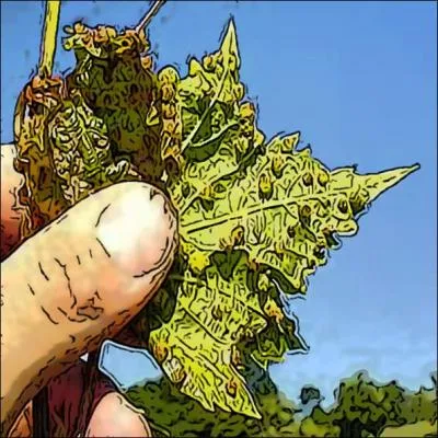 La première lutte bio contre ces maladies venues d'outre-Atlantique, fut le greffage. Contre laquelle de celles ci-dessous ?