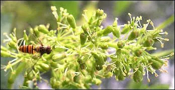 Combien de jours s'écoulent normalement entre la floraison et les vendanges de la vigne ?