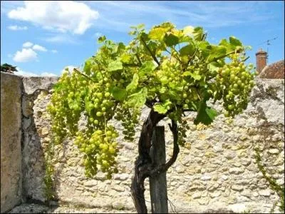 De quelle famille de plantes la vigne fait-elle partie ?