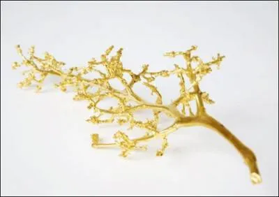 Comment se nomme la partie qui porte les baies de raisin ?