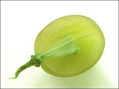 Dans le raisin, où se trouvent naturellement les levures qui le font fermenter ?