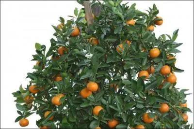 Trouvez l'interprète : Un jour de neige embaumé de lilas -- Jamais on ne le verra !