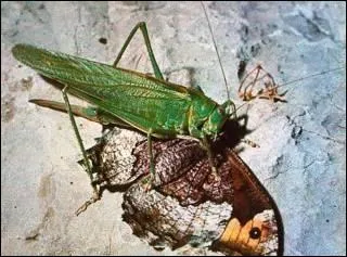 Trouvez l'interprète : Faisant naître un bouquet changeant -- De sauterelles, de papillons -- Et de rainettes !