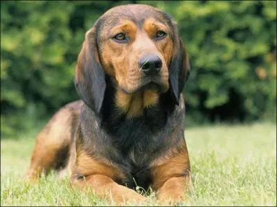 Quelle est la race de ce chien ?