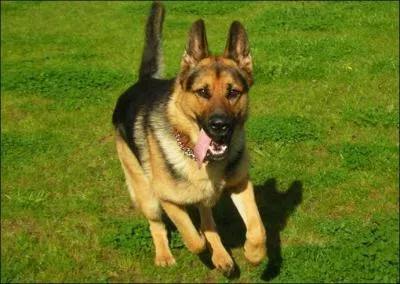 Quelle est la race de ce chien ?