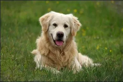 Quelle est la race de ce chien ?