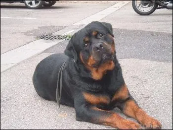 Quelle est la race de ce chien ?