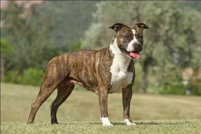 Quelle est la race de ce chien ?