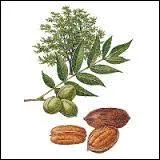 Quel est le nom de l'arbre qui porte la noix de pécan ?