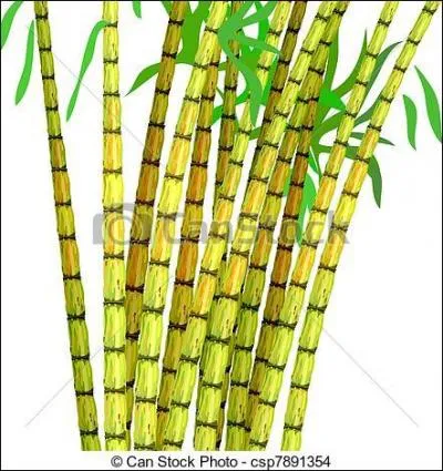 Quelle eau-de-vie est tradionnellement produite à partir de la canne à sucre ?