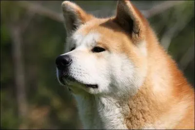 Trouvez la race de ce chien.