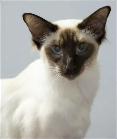 Trouvez la race de ce chat.