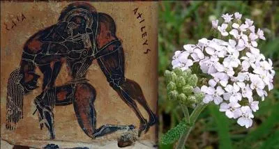 Dans la mythologie grecque, Achille, le célèbre héros de la guerre de Troie, soigna Télèphe, roi de Tégée, avec une plante qui lui doit son nom : l'achillée. Ce mot se prononce :