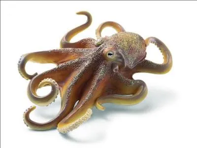 Quel est cet animal marin ?